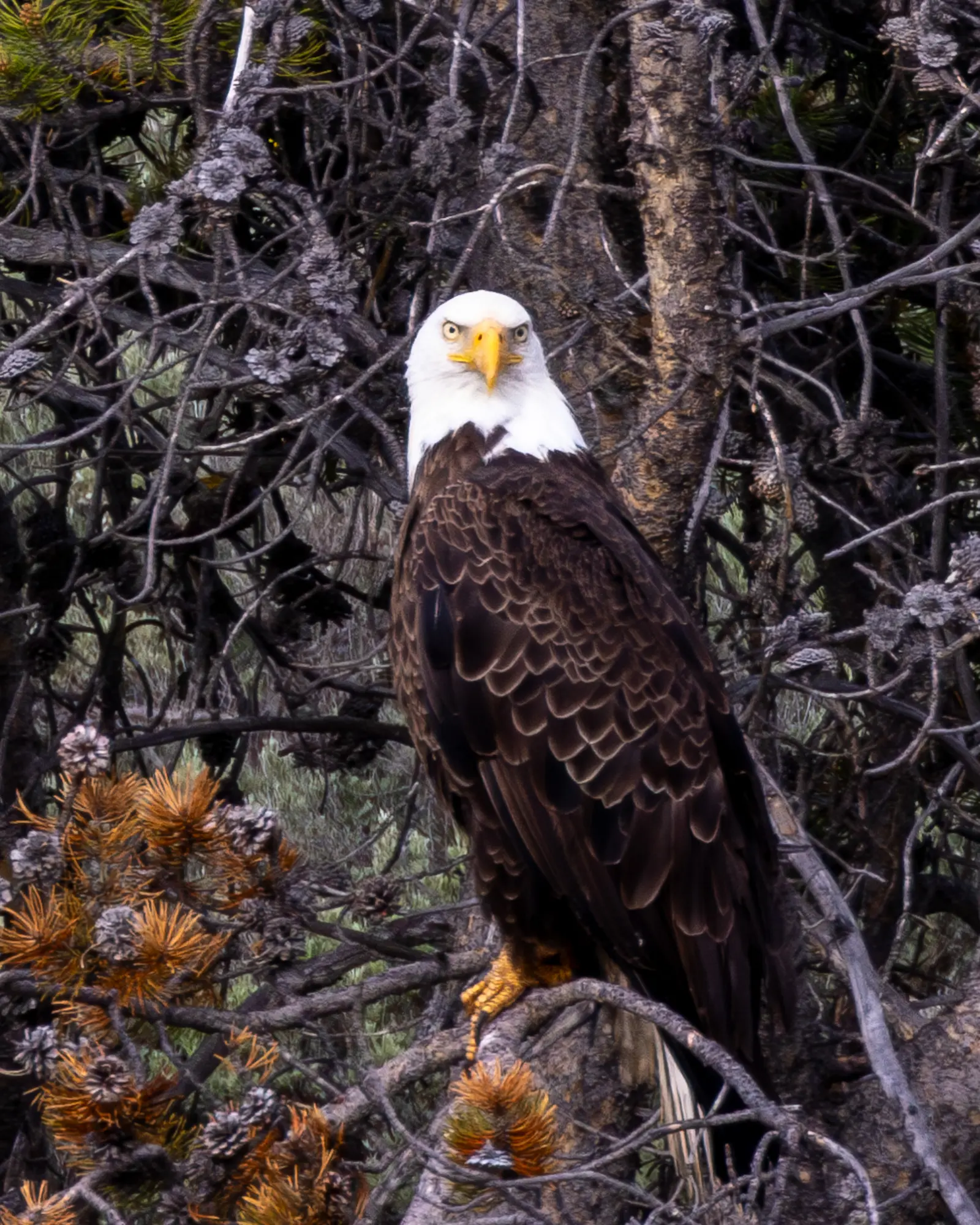 Bald eagle in flight