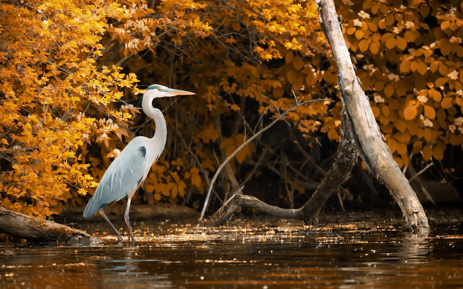 Great blue heron near the water